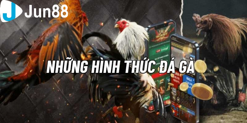 đá gà Sân chơi chọi gà đỉnh cao cho giới thượng lưu