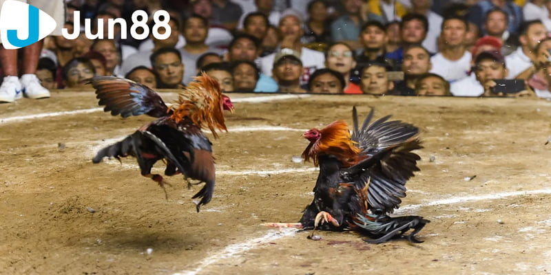 đá gà Tổng quát về lịch sử hình thành và phát triển của đá gà