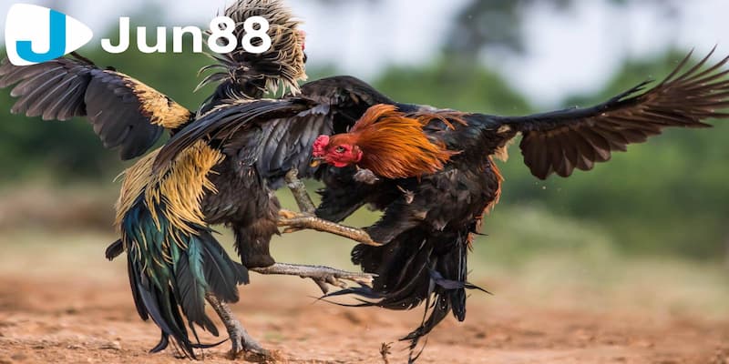 Những chiến lược đặt cược hiệu quả trong cá cược đá gà trực tuyến