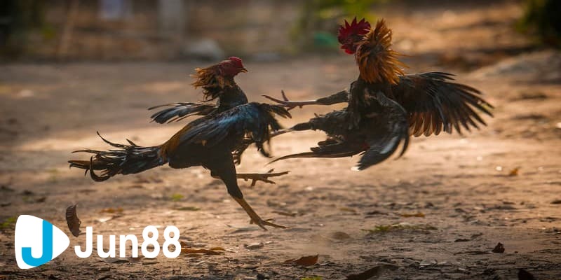 Một số các loại kèo cá cược đá gà trực tuyến thường gặp