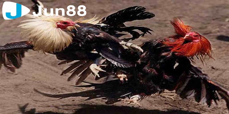 Tổng quát về cá cược đá gà trực tuyến là gì