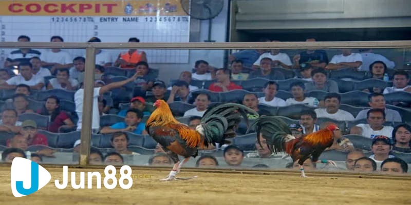 Tổng quát về khái niệm đá gà trực tuyến