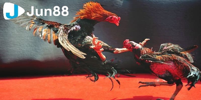 Lợi ích của đá gà trực tuyến là gì để anh em tham gia