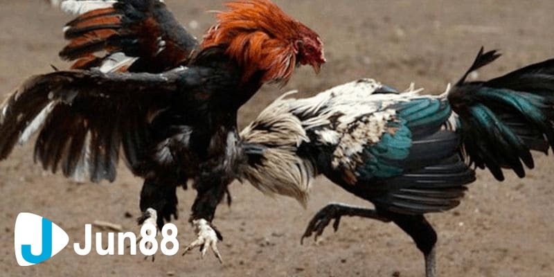 Quá trình để anh em tham gia đá gà trực tuyến là gì