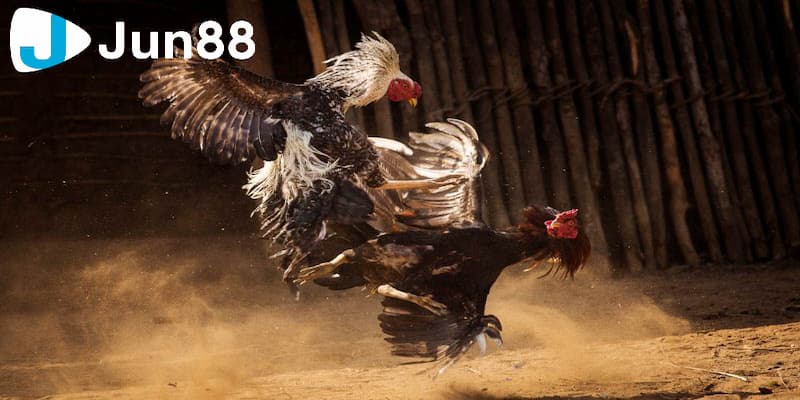 Tổng hợp các loại kèo đá gà trực tiếp phổ biến