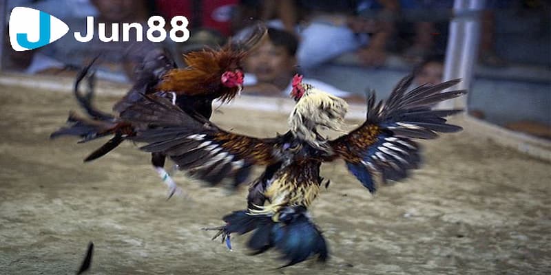 Tổng hợp chiến lược đặt cược Meron và Wala hiệu quả