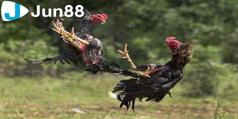 Tổng quát về khái niệm meron và wala là gì