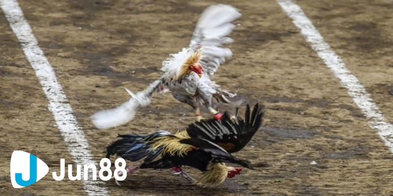 Cách thực hiện đặt cược khái niệm meron và wala