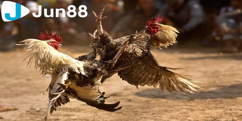 Hiểu tổng quát về tỷ lệ cược đá gà trực tuyến