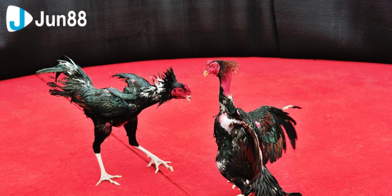 Lỗi cơ bản mà bạn cần tránh khi chơi đá gà VSS388