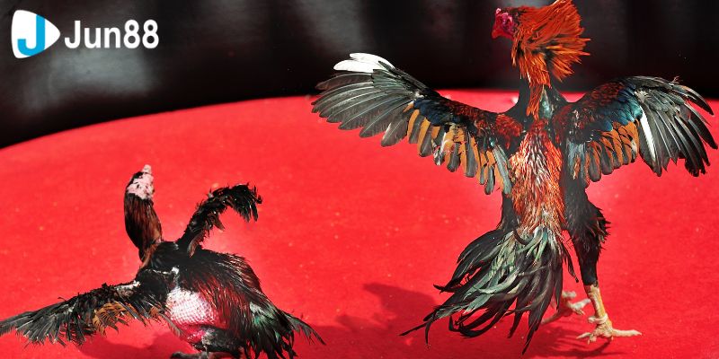 Mẹo giúp bạn chiến thắng khi tham gia chơi đá gà Vss388