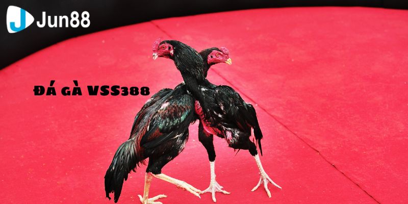 Những lý do mà bạn tham gia chơi đá gà VSS388