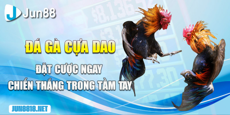 da ga cua dao dat cuoc ngay chien thang trong tam tay