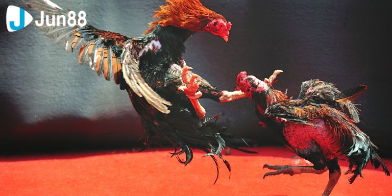 Trải nghiệm xem đá gà online một cách đơn giản