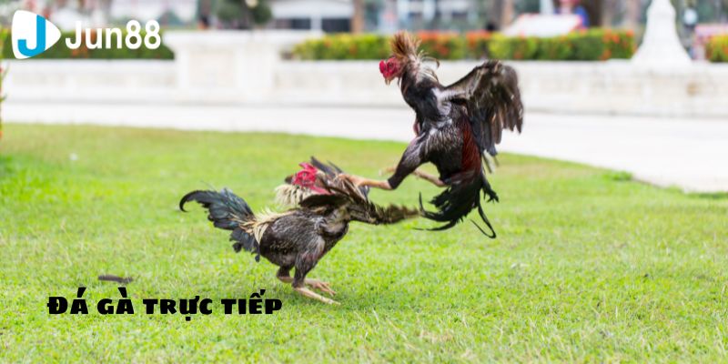 Sự hấp dẫn của đá gà trực tiếp