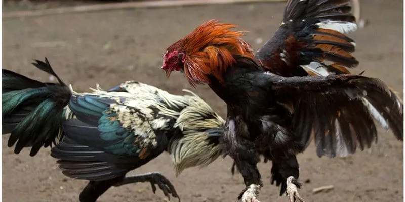 Trực tiếp đá gà có lượng tín đồ trung thành cực lớn