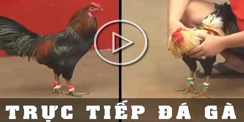 Bí kíp dự đoán cửa cược trực tiếp đá gà chuẩn đét