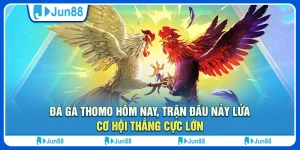 Đá gà Thomo hôm nay, trận đấu nảy lửa, cơ hội thắng cực lớn