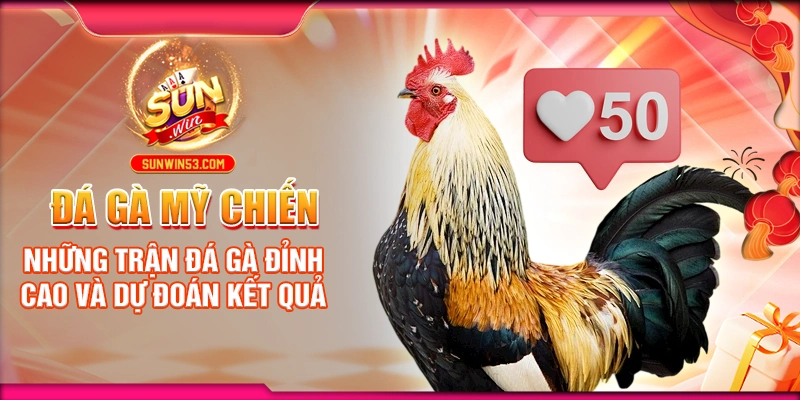 Đá Gà Mỹ Chiến: Những Trận Đá Gà Đỉnh Cao Và Dự Đoán Kết Quả
