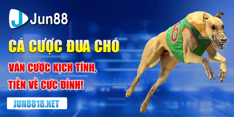 ca cuoc dua cho – van cuoc kich tinh tien ve cuc dinh