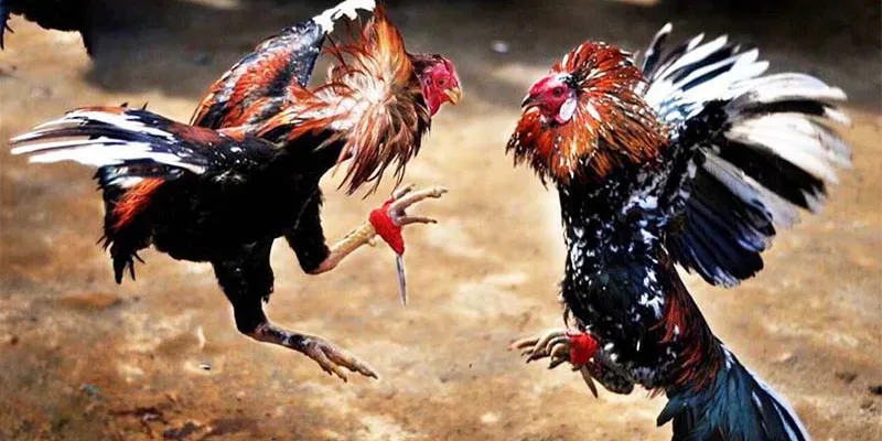 Chi tiết cách đặt cược chọi gà tại thương hiệu