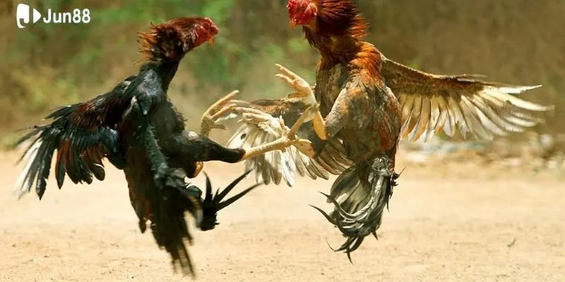 co-hoi-kiem-tien-hap-dan-tu-ca-cuoc-truc-tiep-da-ga-thomo