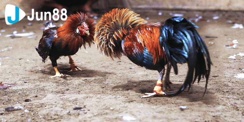 Đá gà 88 là nền tảng được đánh giá rất cao trong cộng đồng người chơi