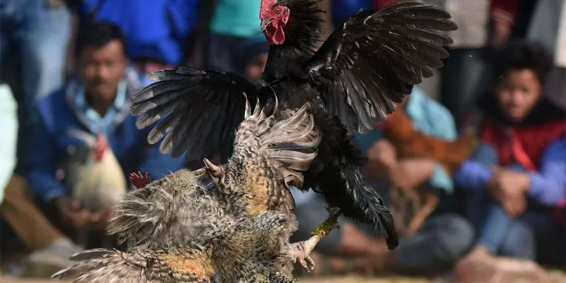 Luật lệ và quy định trong các trận Đá gà chọi 