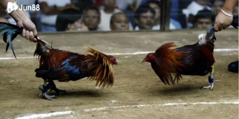 quy-dinh-ve-ga-chien