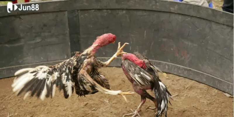 da-ga-cua-la-bo-mon-miet-vuon-duoc-nhieu-bet-thu-yeu-thich