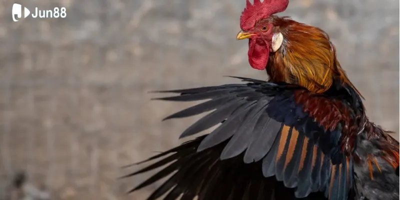 Nguồn gốc hình thành