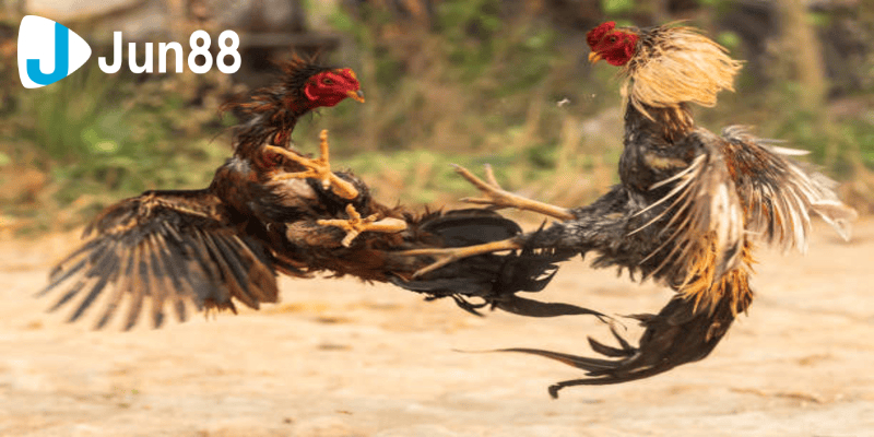 Lưu ý dành cho cộng đồng mê đá gà tre