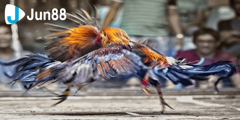 Đào tạo gà tre trở thành chiến kê cực đỉnh