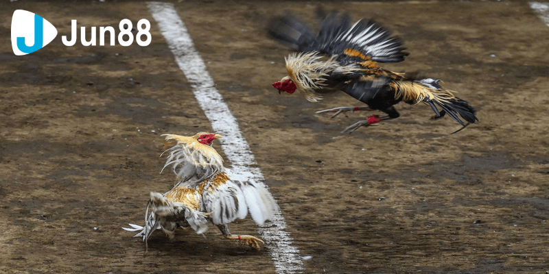 Lựa chọn giống gà để thi đá gà tre