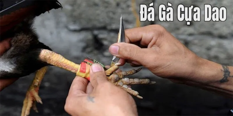 Giải mã sự thu hút lượt truy cập xem đông đảo 