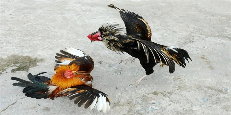 Tips đá gà Mỹ chiến bách chiến bách thắng