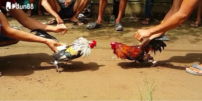 trai-nghiem-truc-tiep-da-ga-thomo-dinh-cao-tai-nha-cai (1)