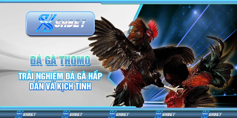 Đá Gà Thomo – Trải Nghiệm Đá Gà Hấp Dẫn Và Kịch Tính