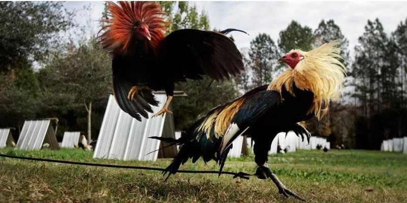 Sự hấp dẫn của đá gà ao làng trong giới cá cược