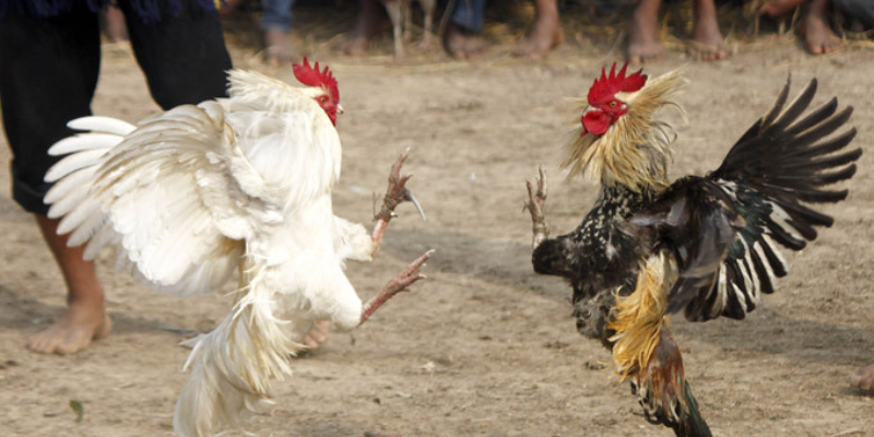 Khám phá đá gà Thomo cùng nhà cái