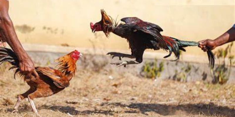 Quy trình đăng ký và tham gia cược đơn giản