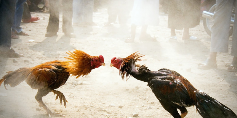 Phân tích đặc điểm và chọn đúng chiến kê