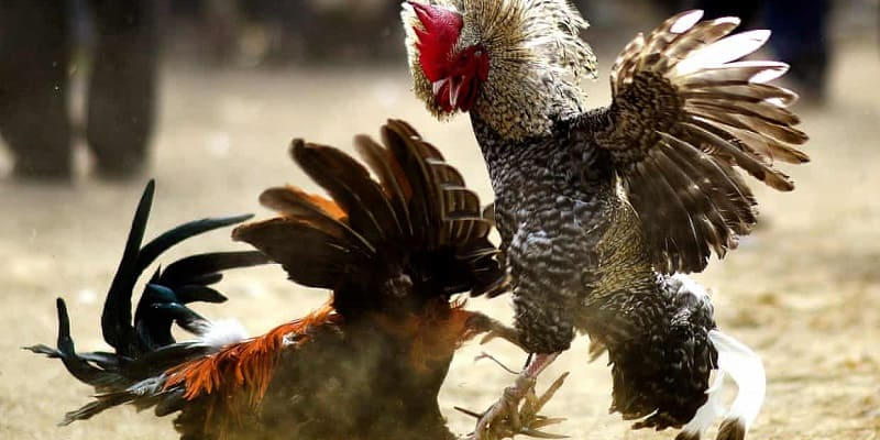 Đá gà cựa kim là hình thức đá gà phổ biến