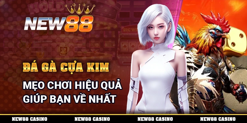 Đá Gà Cựa Kim