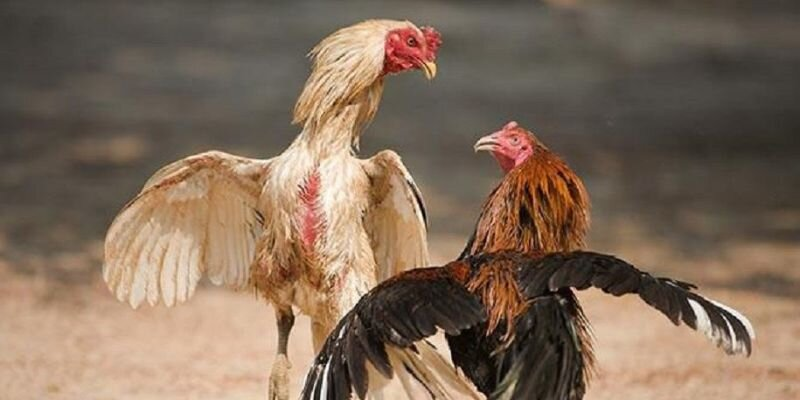 Nên quan sát kỹ trận đấu trước khi đặt cược