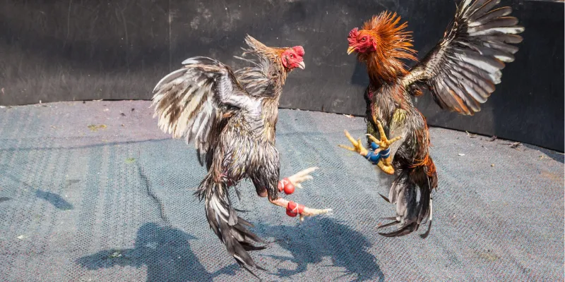 Những quy tắc và điều khoản khi cược đá gà Thomo cần biết