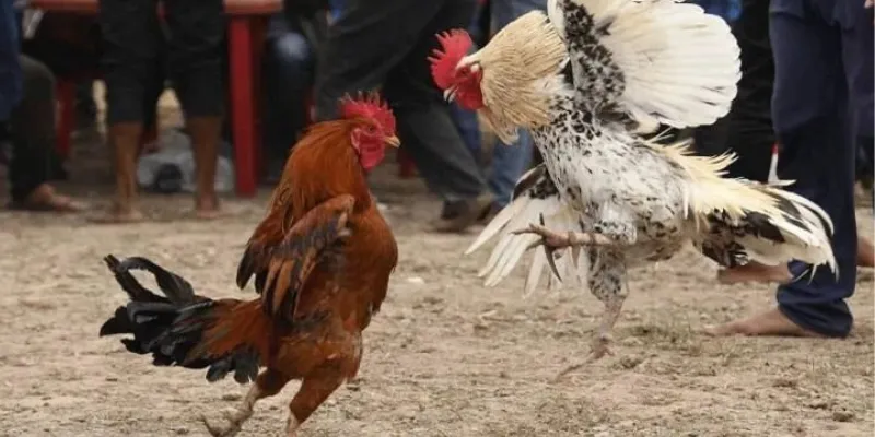 Phương pháp quan sát và đánh giá tỷ lệ cược đá gà Thomo