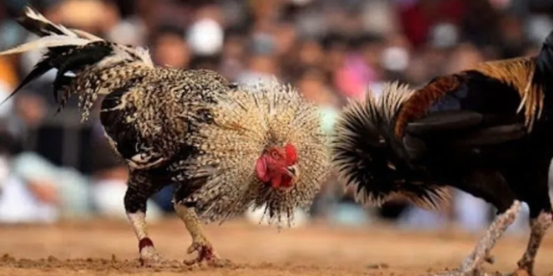 Các phương pháp cược đá gà Thomo đạt kết quả tốt nhất