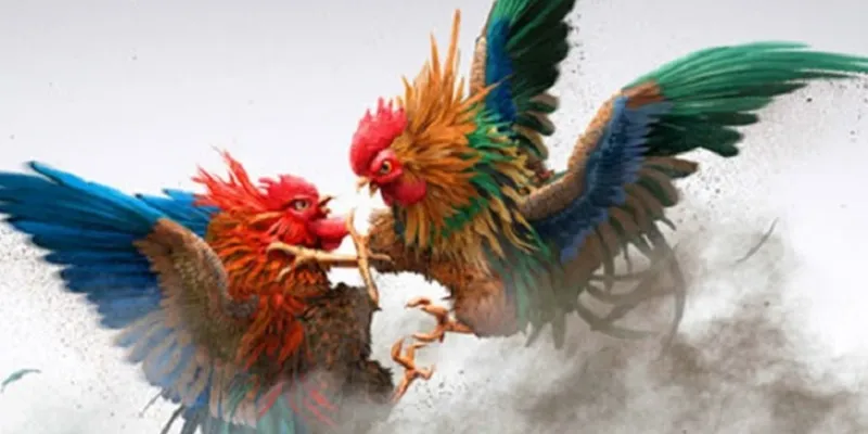 Cách chọn gà đá đúng đắn từ kinh nghiệm của các cao thủ?