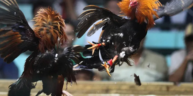 Cách chọn gà đá phù hợp trong chọi gà là như thế nào?